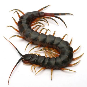 1発目の新入荷！