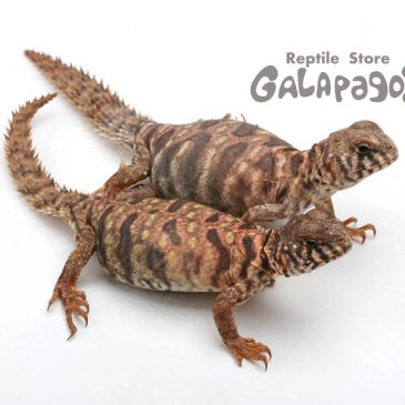 のんびりやってるようで…