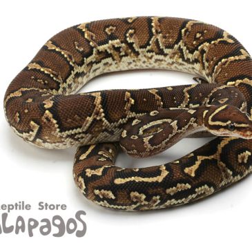 多忙の極み！　～新入荷情報・爬虫類編～