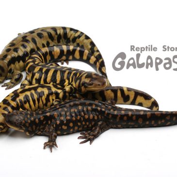 煙は効かない？　～新入荷情報・両生類＆毒蟲編～