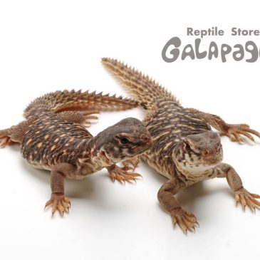 ベビーサイズが多めです！