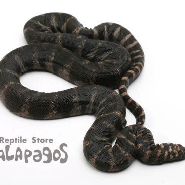 マイ・フェイバリット・バンド！