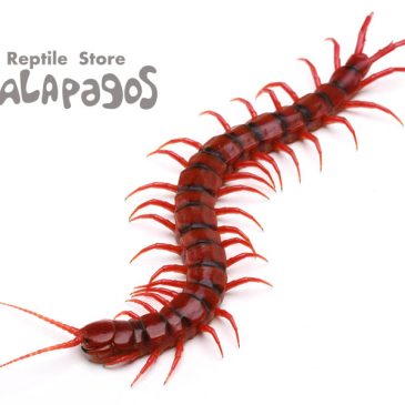 ハロウィンって言ったら…