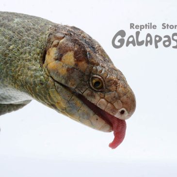 ゴリラってスゲェ！