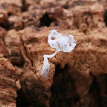 コルク片に付着した物体は・・・