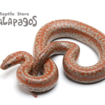 たっぷりとヘビ＆奇蟲・毒蟲！