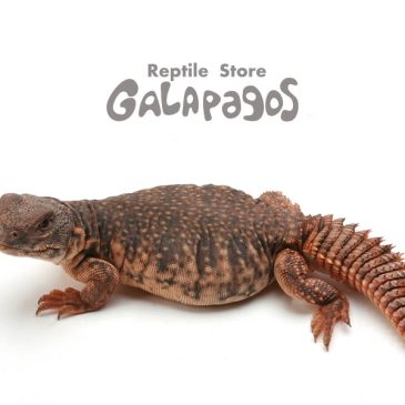 とりあえずトカゲ編から