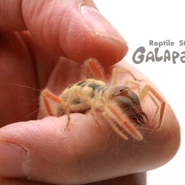 信じるも信じないもあなた次第･･･