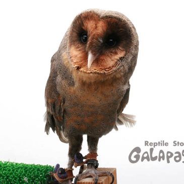 趣味全開の濃い～ラインナップです。