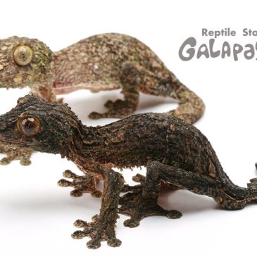 今年の漢字は？