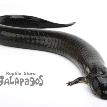 激シブ偏執系なラインナップだ！