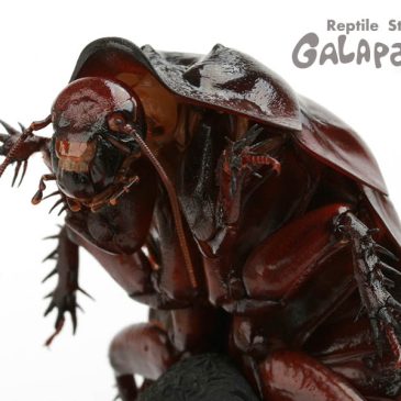 お年玉をもらったら・・・