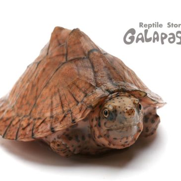 オール国内ＣＢです！