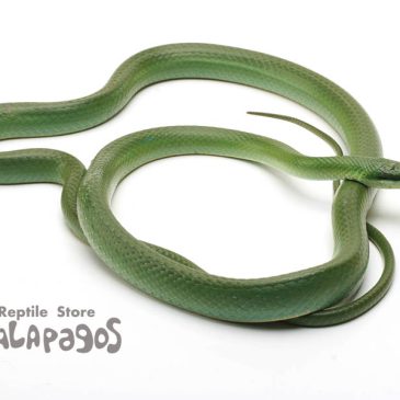 腹黒いヤツとか鼻長いヤツとか