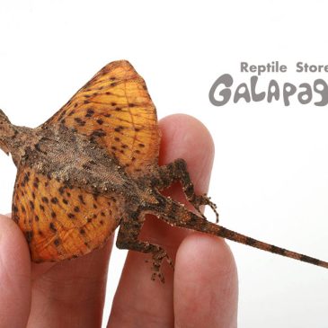 ヘンテコなのが多めです