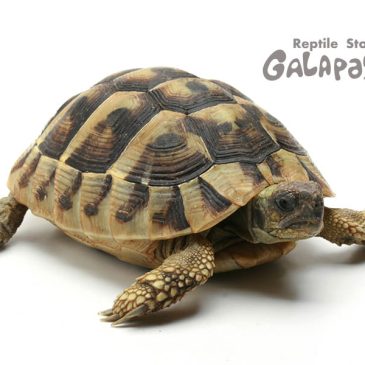 今度の日曜は･･･