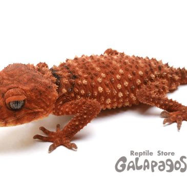 ハズキルーペかよ！