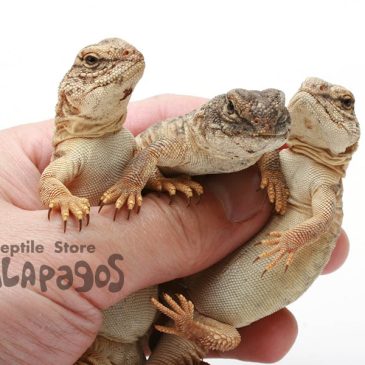 作品への深い愛とは･･･