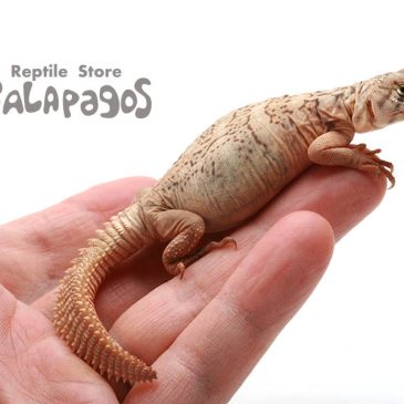 ヘンとヘンを集めて　もっとヘンにしましょう！