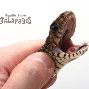 ＧＷの後半戦はモレパゴス！