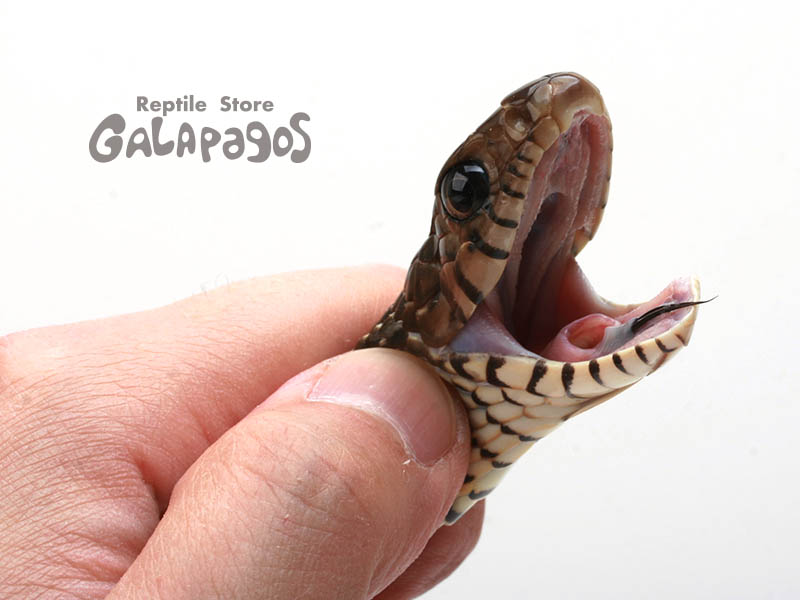 GWの後半戦はモレパゴス！ | レプタイルストア ガラパゴス