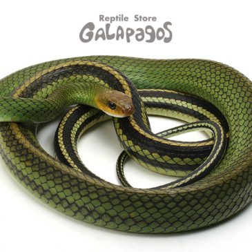 護身は完成するのか！？