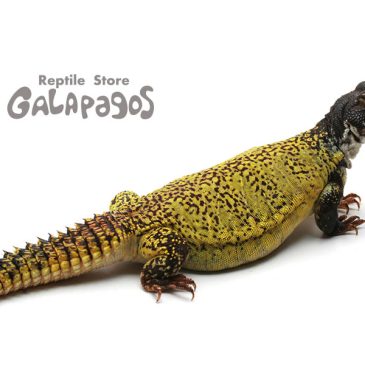 性根を改革じゃ～！