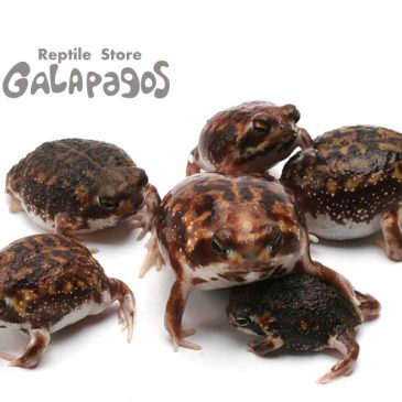 あらびん、どびん、はげちゃびん！