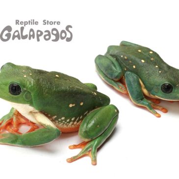 それでもボクは・・・？