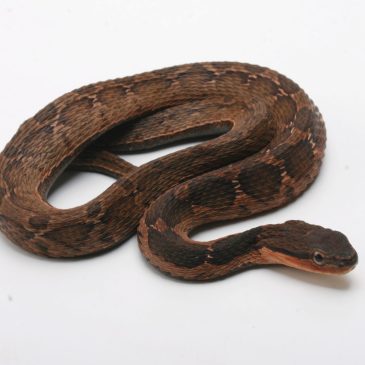 新着のラインナップだけ