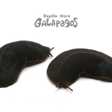 ほとんど国内ＣＢ！