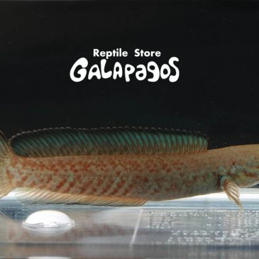 そうだ　選挙、行こう。