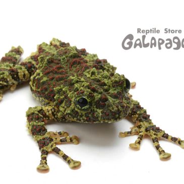 なんだか怪しい