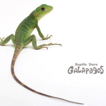 少々ザワついてるようですが…