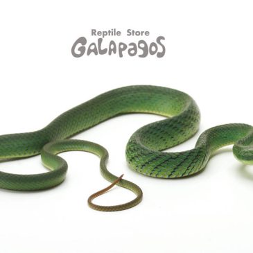 いよいよ今週末は！