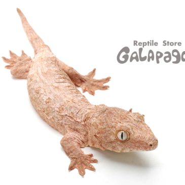 意外と地味だった