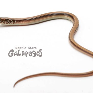 「赦し」って読めるよね？