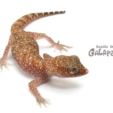 架空も現実も重い