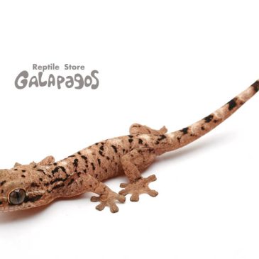 ジョナサンもディオも・・・