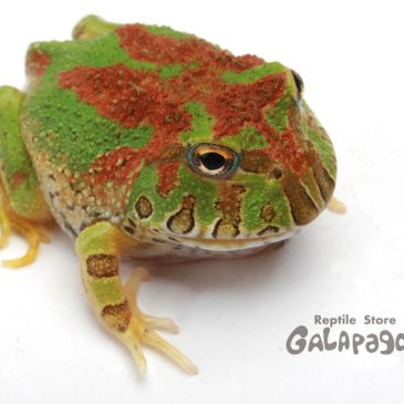 今日はＨＢＭだよ！