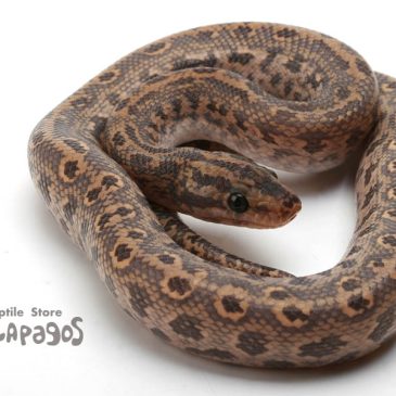 そろそろヤバい・・・