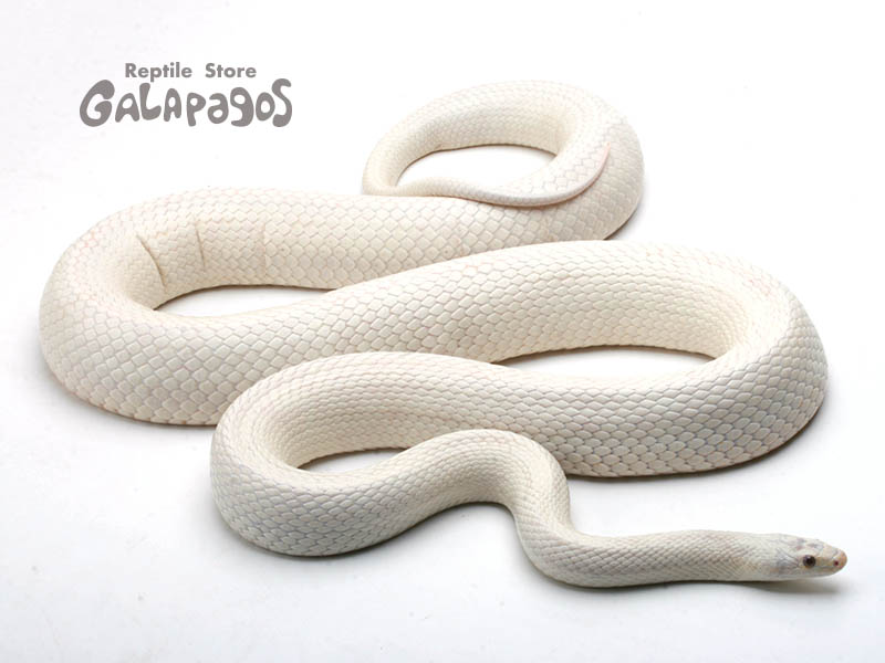 そろそろヤバい・・・ | レプタイルストア ガラパゴス