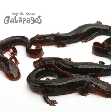 吉岡君、やり過ぎ！！！