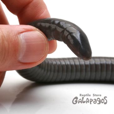 機関車トーマス is DEAD!!