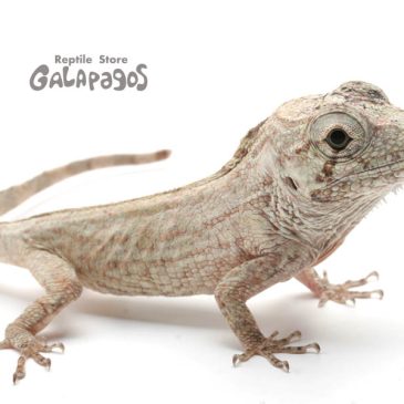 今年もよろしくお願いいたします！