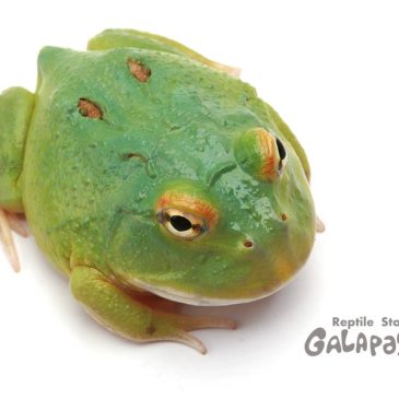 うらみはらさでおくべきか！！