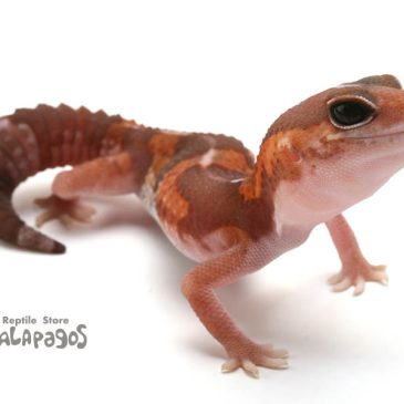 爬虫類Youtuberはなぜ嫌われるのか？