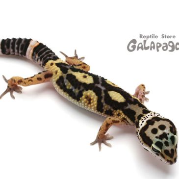 パニ～ック、パニ～ック！