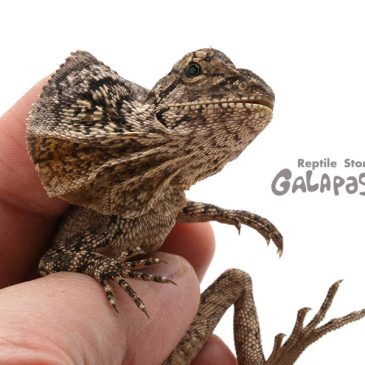 胸がキュルルン♪