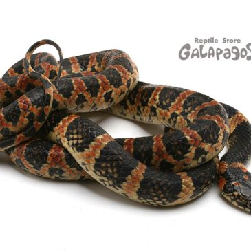 何もしなけりゃ大恐慌